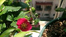 吃哈密瓜会吐,揭秘吐籽背后的奇妙现象