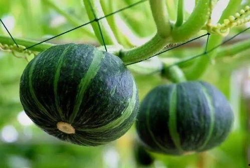 痞欠中国吃瓜,揭秘网络吃瓜文化的崛起与影响