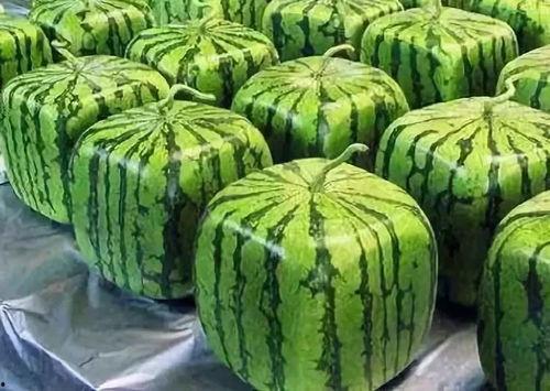 吃瓜科室,趣味横生的医疗故事集锦