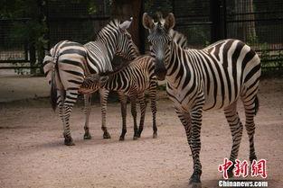 小斑马吃瓜,一场趣味横生的夏日盛宴