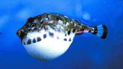 剧毒河豚瓜怎么吃,揭秘剧毒美食的烹饪艺术