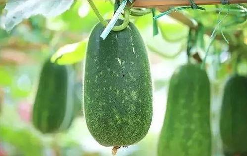 吃瓜 吃什么瓜,吃瓜，品味清凉一夏