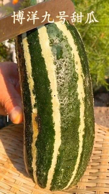 在哪里都有瓜吃,揭秘“在哪里都有瓜吃”的奥秘