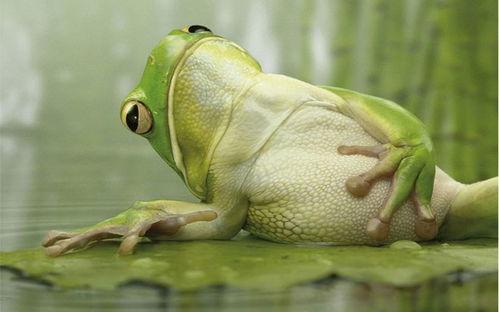 青蛙卖气球吃瓜