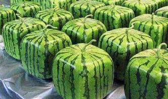 保定商户大关吃瓜,商户齐聚，吃瓜群众的热闹日常