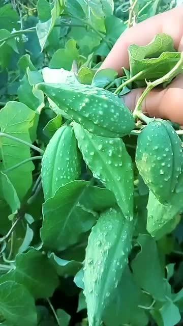 野瓜瓢怎么吃,探索自然美味的新境界