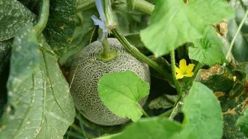 什么瓜可以送人吃,传递健康美味祝福