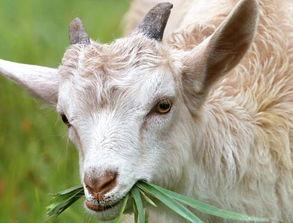 梦见羊吃瓜叶,羊儿食瓜叶的神秘寓意