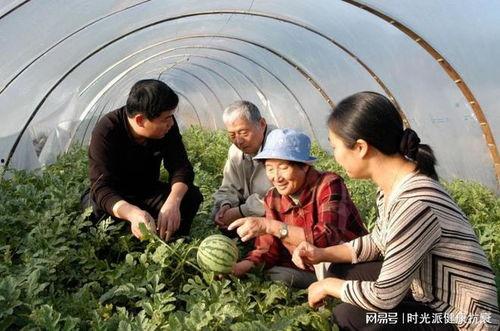 牛屯吃瓜,一场别开生面的吃瓜盛宴