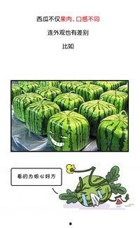 吃瓜看 历史,趣味解读千年风云