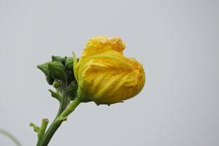 吃瓜花的季节文案,吃瓜花的季节