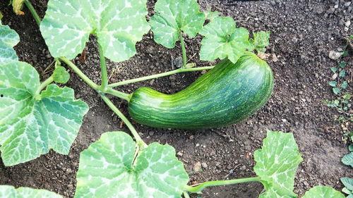 鸡长期吃瓠瓜,鸡的神奇蜕变之旅