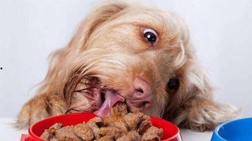 狗可以吃烧瓜,烧瓜成为宠物新宠