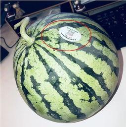 儋州网红吃瓜,揭秘网络红人的真实一面