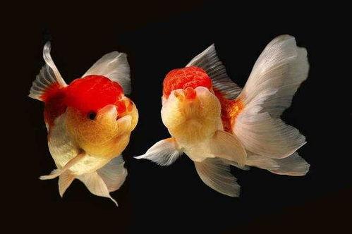 给金鱼吃哈密瓜,哈密瓜成为新宠