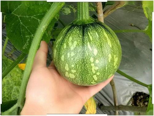 小闵吃瓜,揭秘娱乐圈那些不为人知的幕后故事