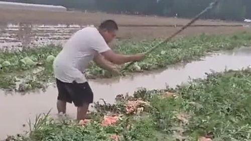 泡泡专案吃瓜,揭秘网络迷雾中的吃瓜真相