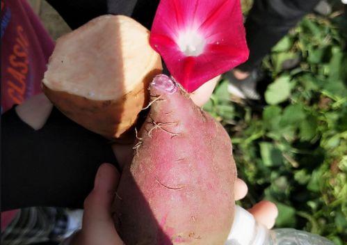 吃瓜挂科,揭秘校园里的“瓜田”奇闻