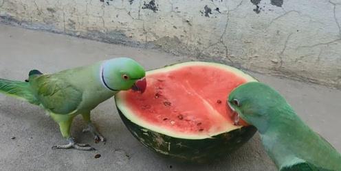 吃瓜篓子拉肚子,揭秘夏日消暑美食背后的健康隐患