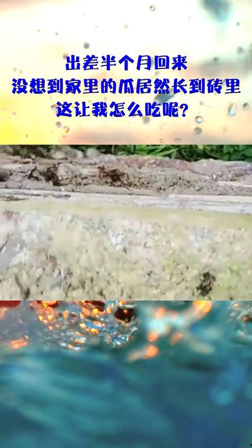 出差吃瓜,那些不可错过的“吃瓜”趣事