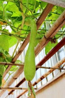 吃瓜有种药味,探寻吃瓜中的奇妙味觉之旅