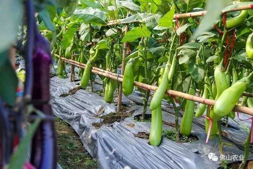 天鹅葫芦瓜怎么吃,美味与营养的完美融合