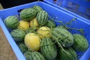 邹城人民吃瓜群,揭秘民间趣味生活圈