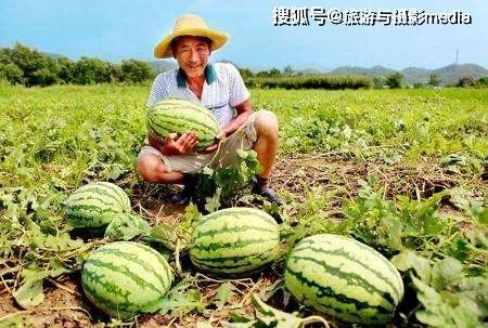 蹲角落吃瓜,揭秘蹲角落的独特饮食文化