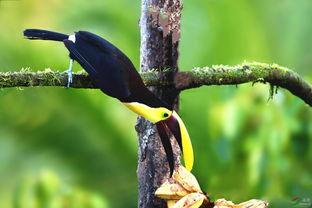 尼加拉瓜吃巨嘴鸟