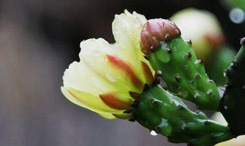 仙人掌瓜怎么吃,从烹饪技巧到创意料理