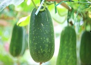 瓜是必吃的,必吃的健康美味瓜类盘点